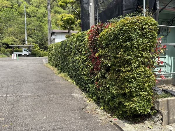 東京都八王子市_生垣刈込_作業前