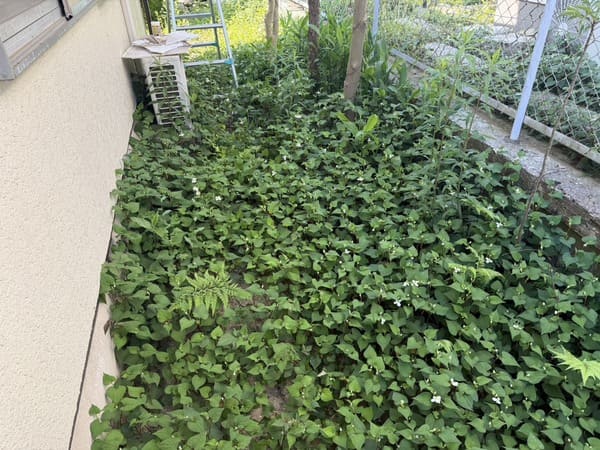 東京都八王子市_草刈り_庭_作業前
