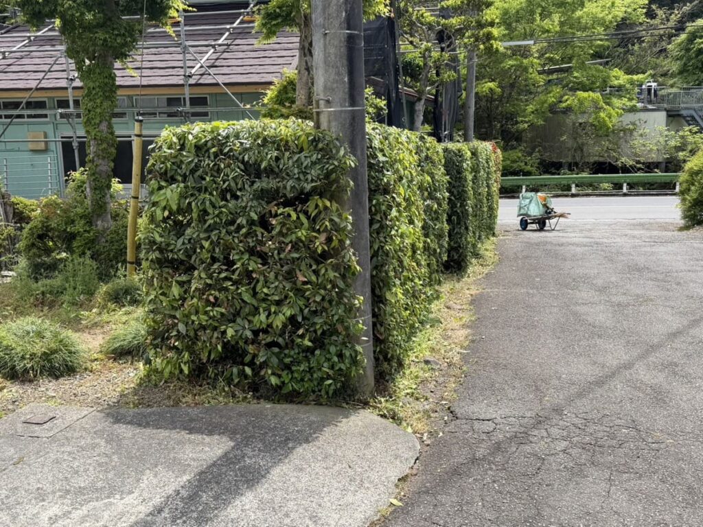 東京都八王子市_生垣刈込