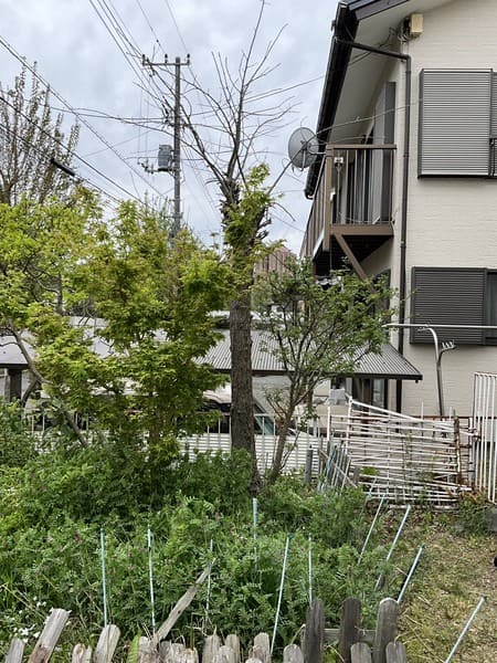 東京都八王子市_草刈り剪定伐採_作業前