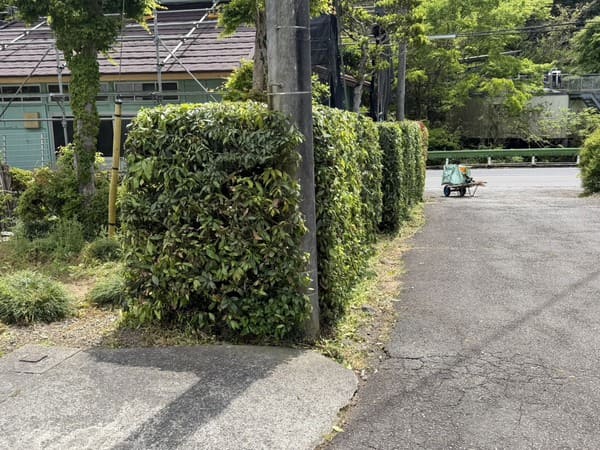 東京都八王子市_生垣刈込_作業後