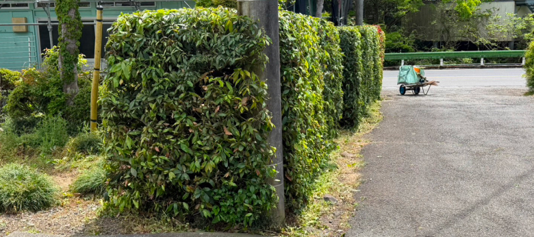 草刈りできれいに整えられた植木
