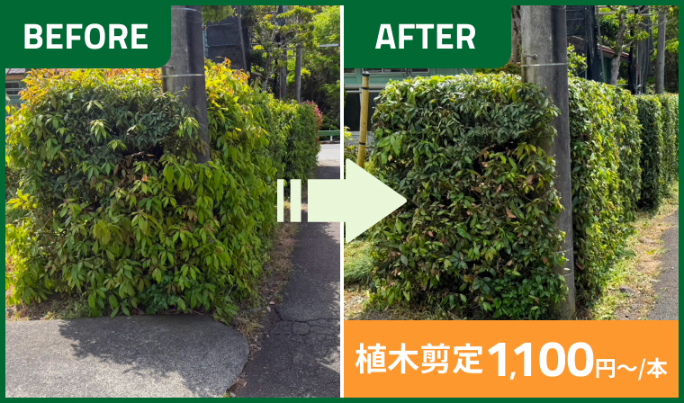 植木の剪定・生垣刈込み、草刈りのbeforeとafterの様子
