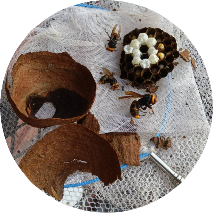 スズメバチの巣が解体され駆除された様子