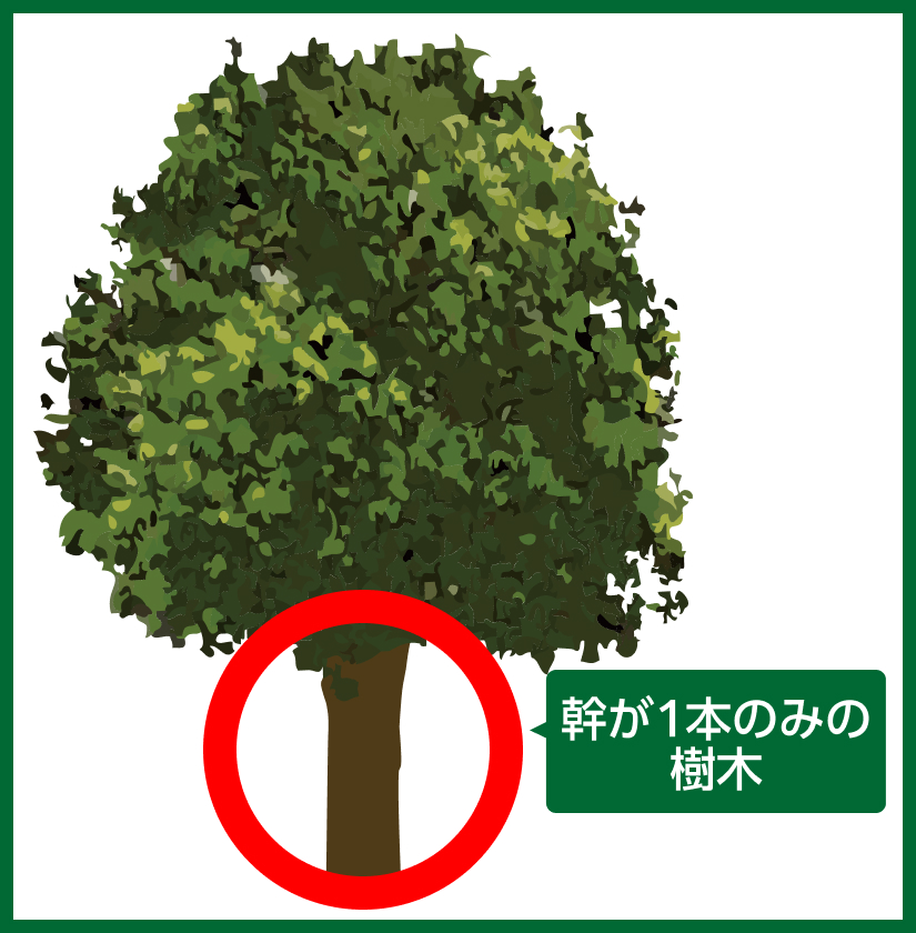 幹が一本のみの樹木