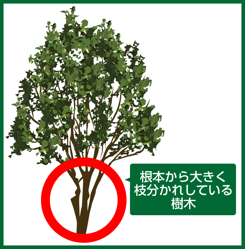 根本から大きく枝分かれしている樹木