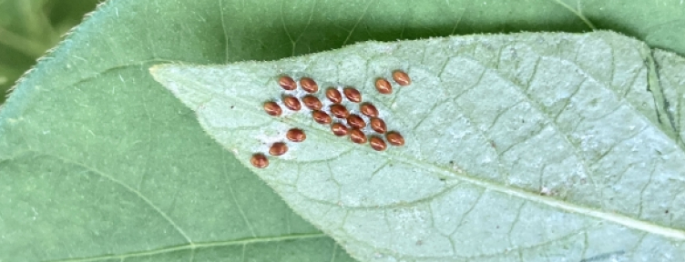 葉っぱに群がる害虫