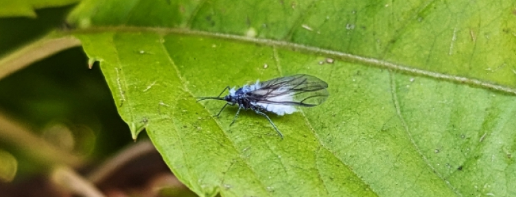 葉っぱの上にいる害虫