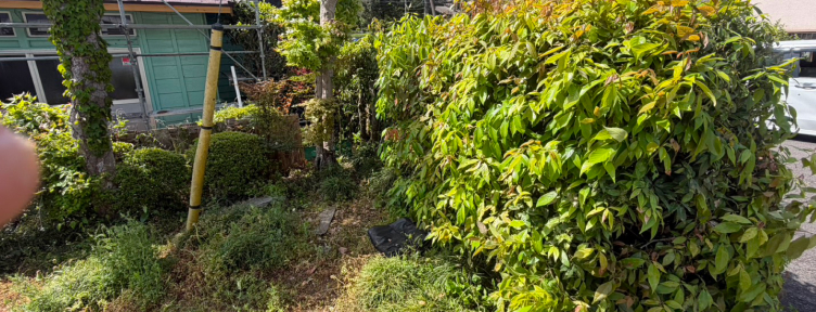 雑草や植木が生い茂った庭