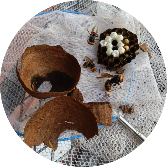 蜂の巣が分解されて網の中にある様子